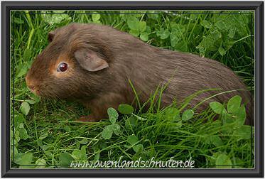 Meerschweinchen, verschieden Rassen und Farben