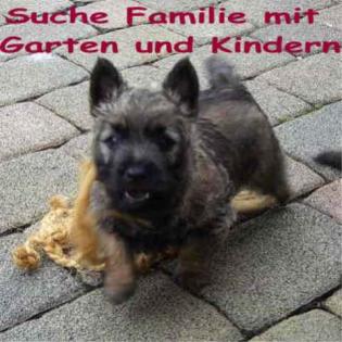 Cairn Terrier Welpen 11 W. alt