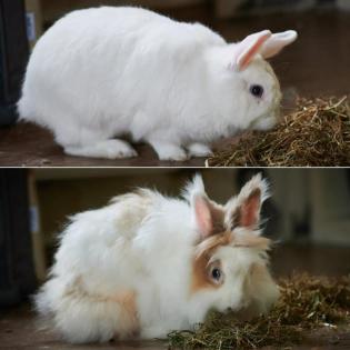 TUSNELDA und HOPPEL - Kaninchen - 3, 5 Jahre - Tierhilfe-Franken e.V.