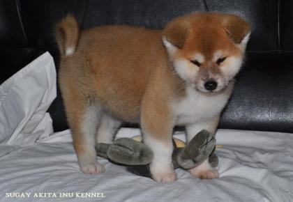 Akita Inu Welpen von Top Japanischen Linien