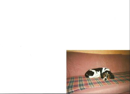 Junger Bassed Hound zu Verkaufen