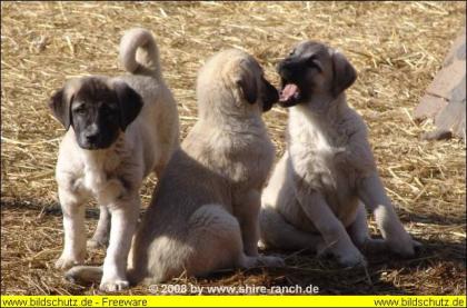 Wunderschöne & reinrassige Sivas Kangal Welpen   der Wächter & Freund für Famili