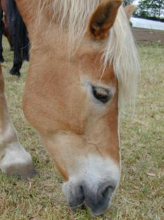 Sehr schöne Haflinger Stute