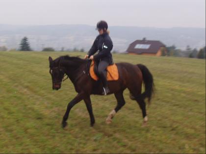 Hübscher Wallach sucht nette Reitbeteiligung!