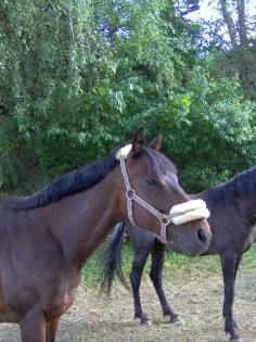 Biete Reitbeteiligung in Rodalben, Nähe Pirmasens