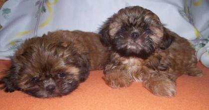 Shih-Tzu-Welpen