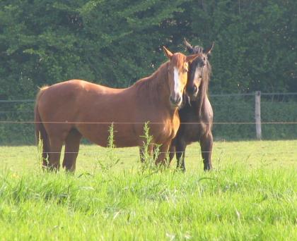 Pferdeweide, für jedes Pferd die richtige Betreuung