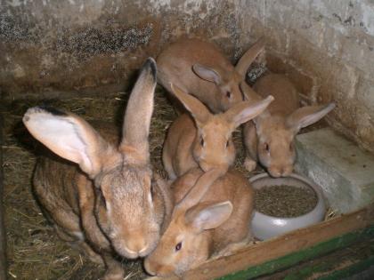 Stallkaninchen abzugeben