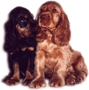 Cocker-Spaniels