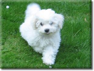 Bichon frise Welpen ~~ im Tedd