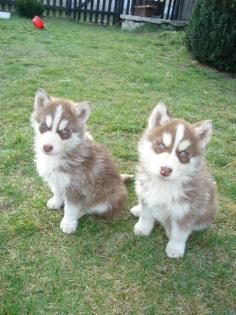 WUNDERSCHÖNE HUSKY-WELPEN