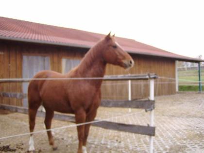 Biete Reitbeteiligung auf Westernpferd Quarter an!