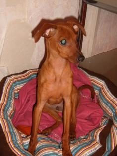Mein Name ist Lucky ( 5Mon.),reinrassig