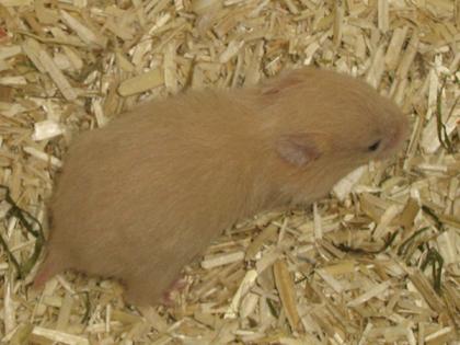 5 wunderschöne Hamsterbabys zu verschenken