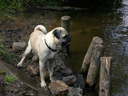 Rassmo Deckrüde sucht nette Hundedamen! ! !