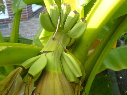 Winterharte Bananen  Musa Basjoo