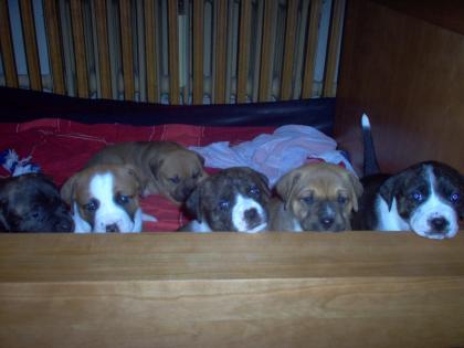 Boxer-Mischlings-Welpen