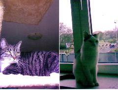 Katze Cloe und Kater Max suchen ein neues Zuhause !!!