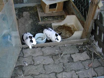 3 Zwergkaninchen, 6 Mon. alt, 1 Männchen, 2 Weibchen