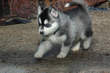 8 quitschfidele Siberian Huskybabys suchen ein Zuhause