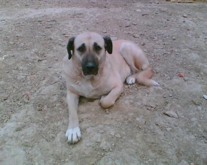 Kangal Reinrassig