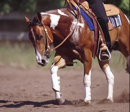 Paint Horse Deckhengst - Der Reiner mit viel Cowsence!