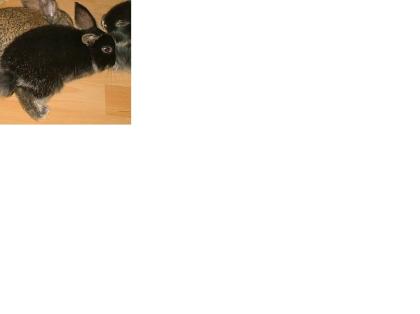 Zwergwiedder Hase