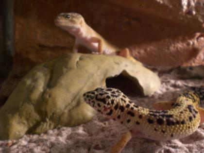 Drei Leopardgeckos   Terrarium   viel Zubehör