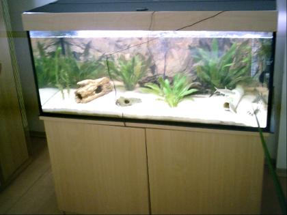 Aquarium 350 liter 4 monate Alt Unterschrank,heizung,pumpe,abdeckung ( 500 € )