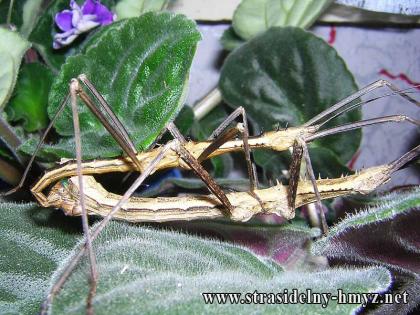 Phasmiden u. eine vogelspinne