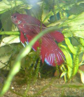 Kampffische-Betta Splendens- abzugeben!!