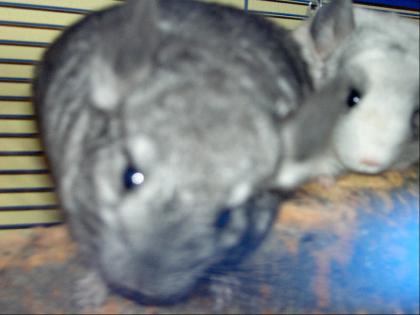 Chinchillas HANDZAHM