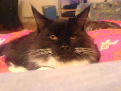 Maine Coon Deckkater balck/white