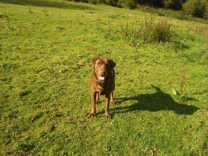 Reinrassiger Labrador Rüde chocolate mit Papieren sucht gesunde Labrador-Hündin