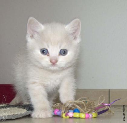 BKH Katerchen in creme suchen neues Schmusepersonal.