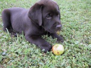 Labrador Retriever Welpen chocobraun