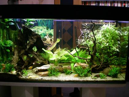 Aquarium 200l  incl sämtl. Zubehör + Fische , viele erneuerte Teile