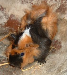 Süsser Meerschweinchenbock, 3 farbig