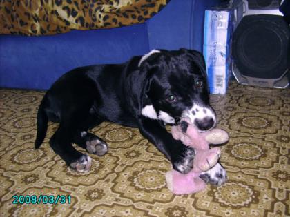 Dalmatiner - Labrador - Mix Welpen zu verkaufen