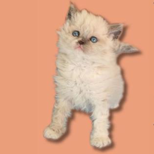 Selkirk Rex Langhaar Kitten in colourpoint