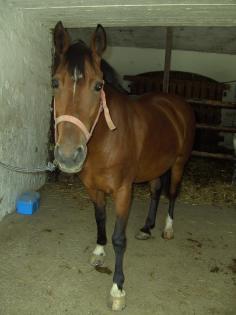 Biete RB auf Welsh-Cob-Mix