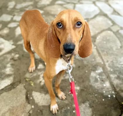 Maila sucht ein passendes Zuhause
