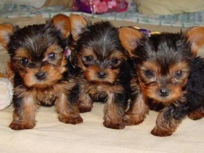 Yorkshire Terrier Welpen.