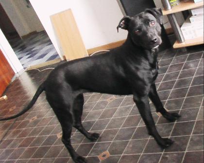 Labrador- staffordmix Lady sucht passenden Rüde