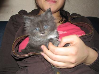 Maine Coon Kitten m. P.