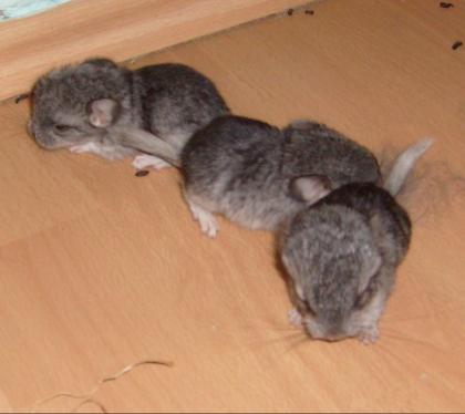 Chinchillamutter mit 3 Jungen