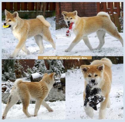     AKITA INU