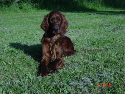 Irish Setter Welpen m.Pap aus Haus-und Gartenaufzucht