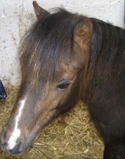 Classic Pony Jährlingshengst