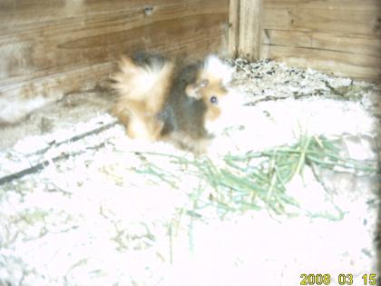 Meerschweinchen mit zubehör abzugeben!DRINGEND